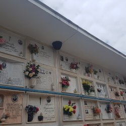 Rimozione colonia di api all’interno del cimitero