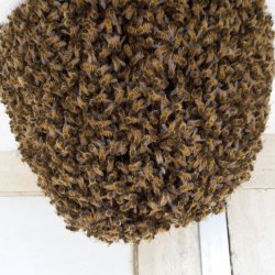 Rimozione colonia di api all’interno del cimitero